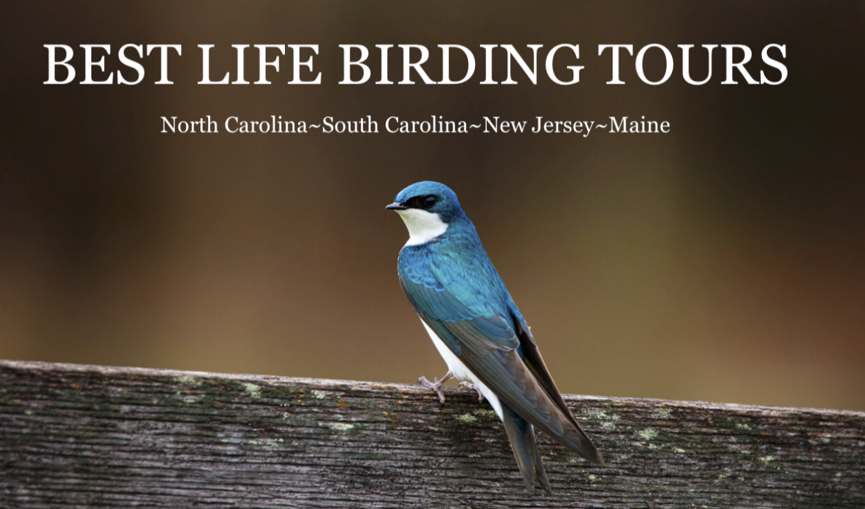 Best Life Birding- Birdwatching Tours